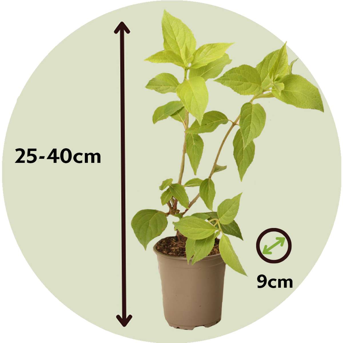 Florastore Hortensie - 3 Stk - Hydrangea Paniculata 'Phantom' - Höhe 25-40Cm - ⌀9Cm
