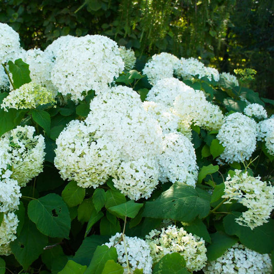 Florastore Hortensie - 3 Stk - Hydrangea Paniculata 'Silver Dollar' - Höhe 25-40Cm - ⌀9Cm