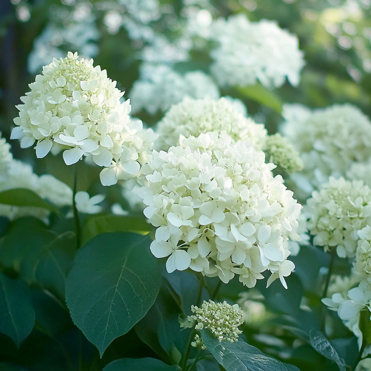 Florastore Hortensie - 3 Stk - Hydrangea Paniculata 'Silver Dollar' - Höhe 25-40Cm - ⌀9Cm