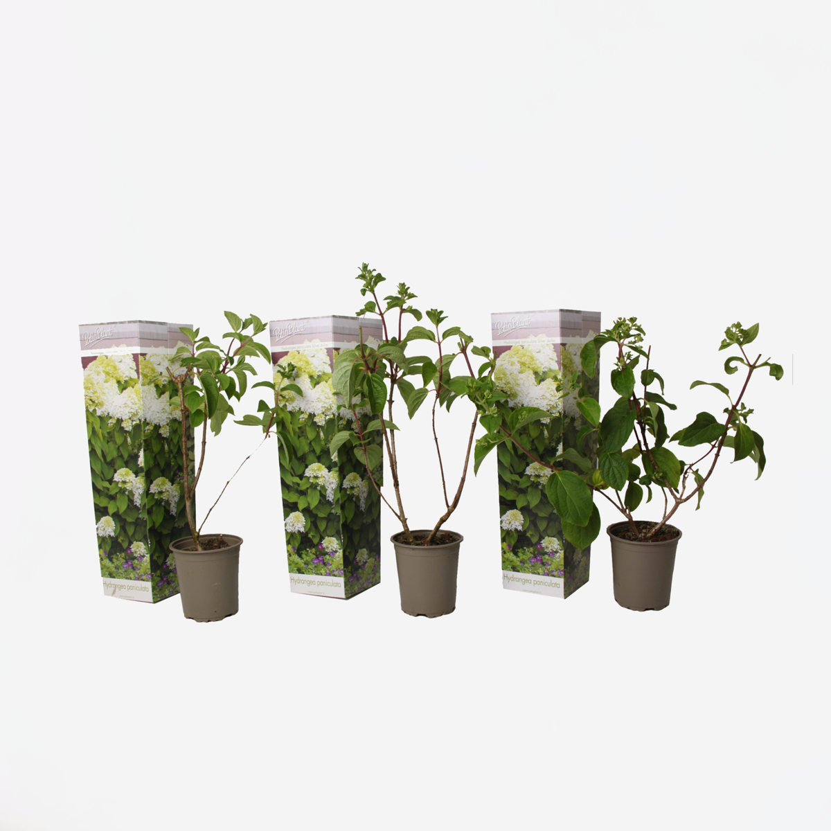 Florastore Hortensie - 3 Stk - Hydrangea Paniculata 'Silver Dollar' - Höhe 25-40Cm - ⌀9Cm