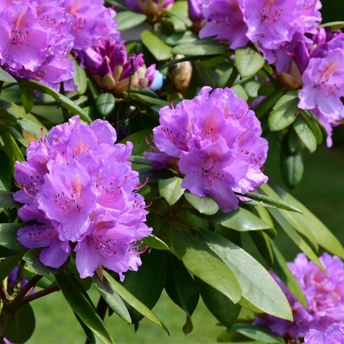 Florastore Rhododendren - 3 Stk - Rhododendron 'Catawbiense Purple' - Höhe 25-40Cm - ⌀9Cm