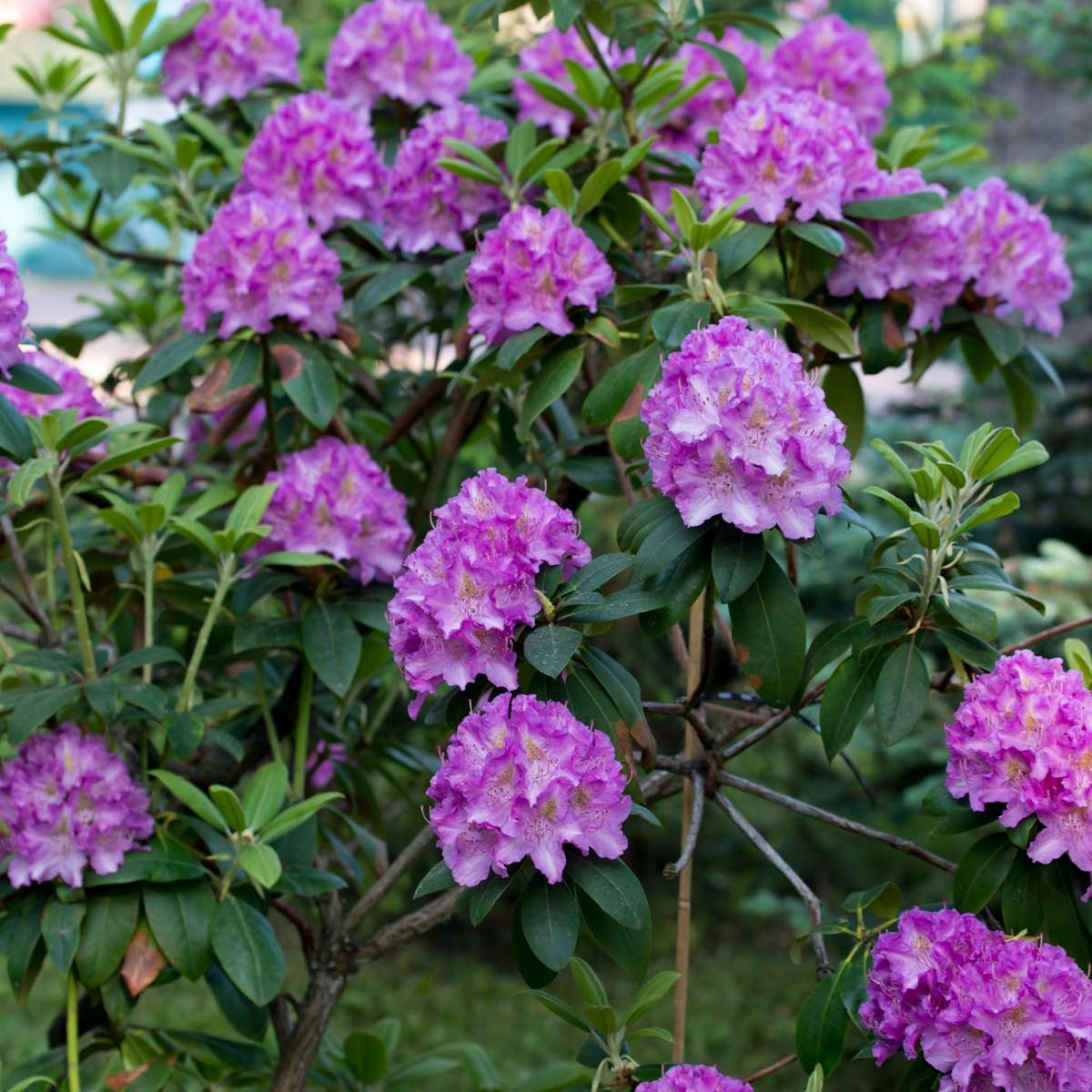 Florastore Rhododendren - 3 Stk - Rhododendron 'Catawbiense Purple' - Höhe 25-40Cm - ⌀9Cm