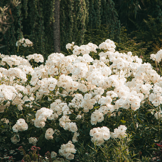 Florastore Rhododendren - 3 Stk - Rhododendron 'Cunningham's White' - Höhe 25-40Cm - ⌀9Cm