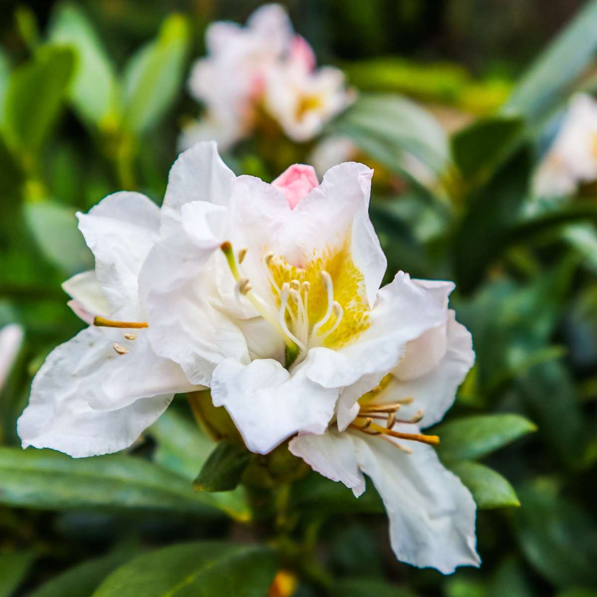 Florastore Rhododendren - 3 Stk - Rhododendron 'Cunningham's White' - Höhe 25-40Cm - ⌀9Cm