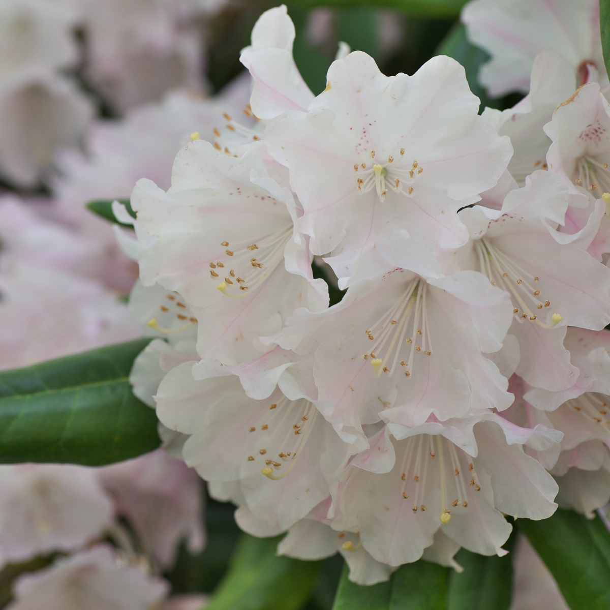 Florastore Rhododendren - 3 Stk - Rhododendron 'Cunningham's White' - Höhe 25-40Cm - ⌀9Cm