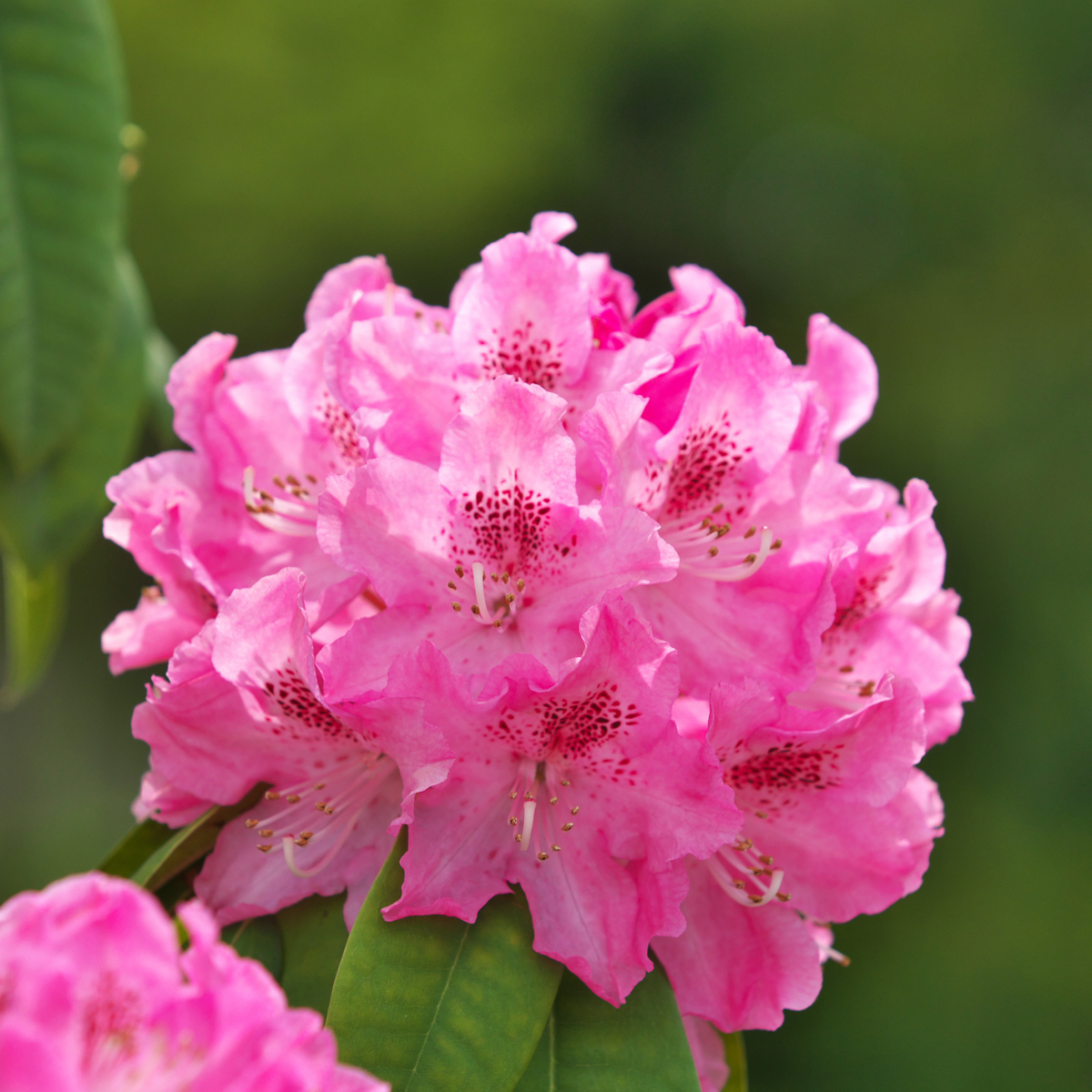 Florastore Rhododendren - 3 Stk - Rhododendron Roseum 'Elegans Pink' - Höhe 25-40Cm - ⌀9Cm