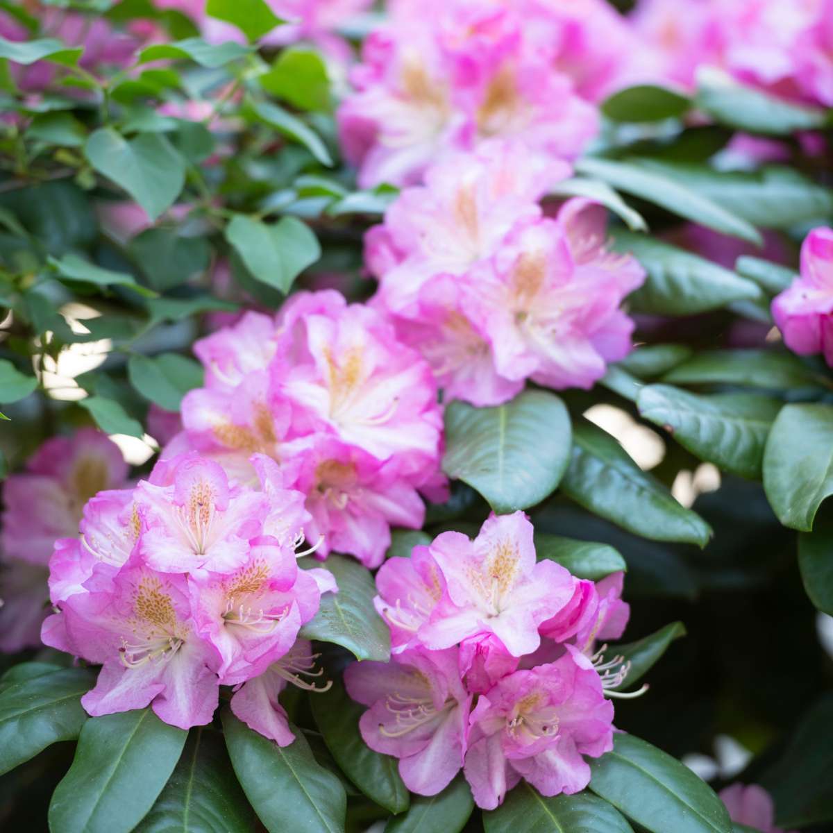 Florastore Rhododendren - 3 Stk - Rhododendron Roseum 'Elegans Pink' - Höhe 25-40Cm - ⌀9Cm