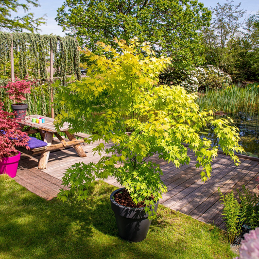 Florastore Japanischer Ahorn - 2 Stk - Acer Palmatum 'Orange Lace' - Höhe 60-70Cm - ⌀19Cm