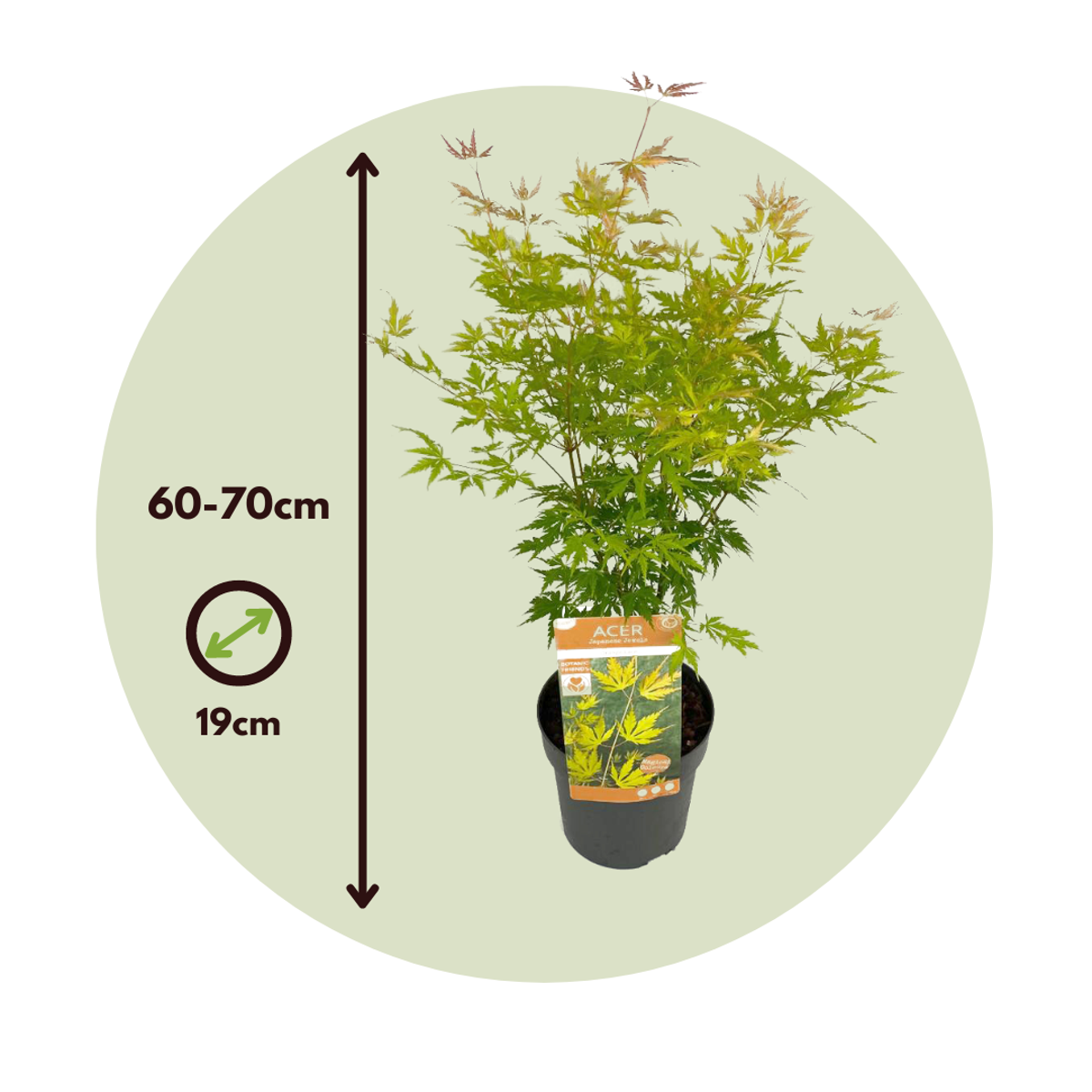 Florastore Japanischer Ahorn - 2 Stk - Acer Palmatum 'Orange Lace' - Höhe 60-70Cm - ⌀19Cm