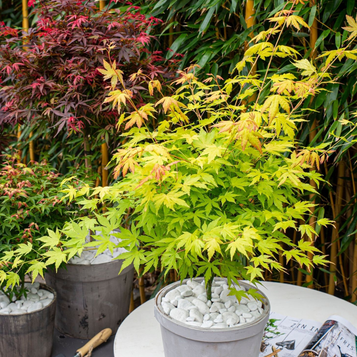 Florastore Japanischer Ahorn - 2 Stk - Acer Palmatum 'Orange Lace' - Höhe 60-70Cm - ⌀19Cm