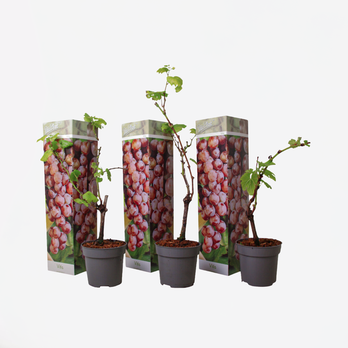 Florastore Traubenpflanze - 3 Stk - Vitis Vinifera 'Pinot Gris' - Höhe 25-40Cm - ⌀9Cm