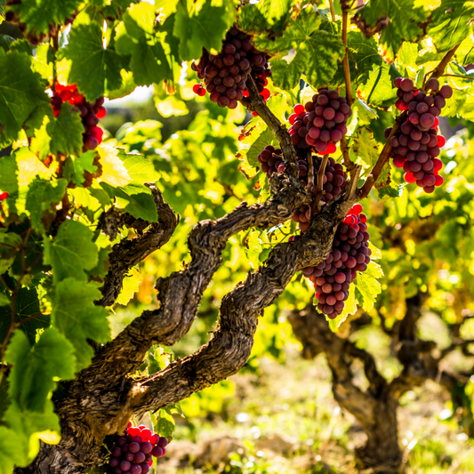 Florastore Traubenpflanze - 3 Stk - Vitis Vinifera 'Pinot Gris' - Höhe 25-40Cm - ⌀9Cm