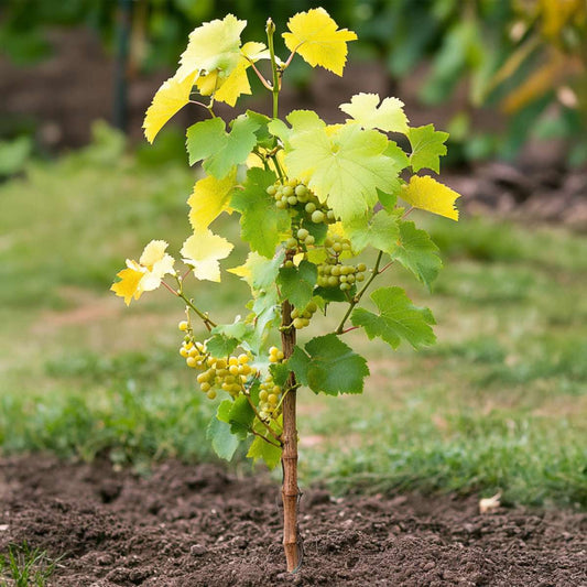 Florastore Traubenpflanze - 3 Stk - Vitis Vinifera 'Chardonnay' - Höhe 25-40Cm - ⌀9Cm