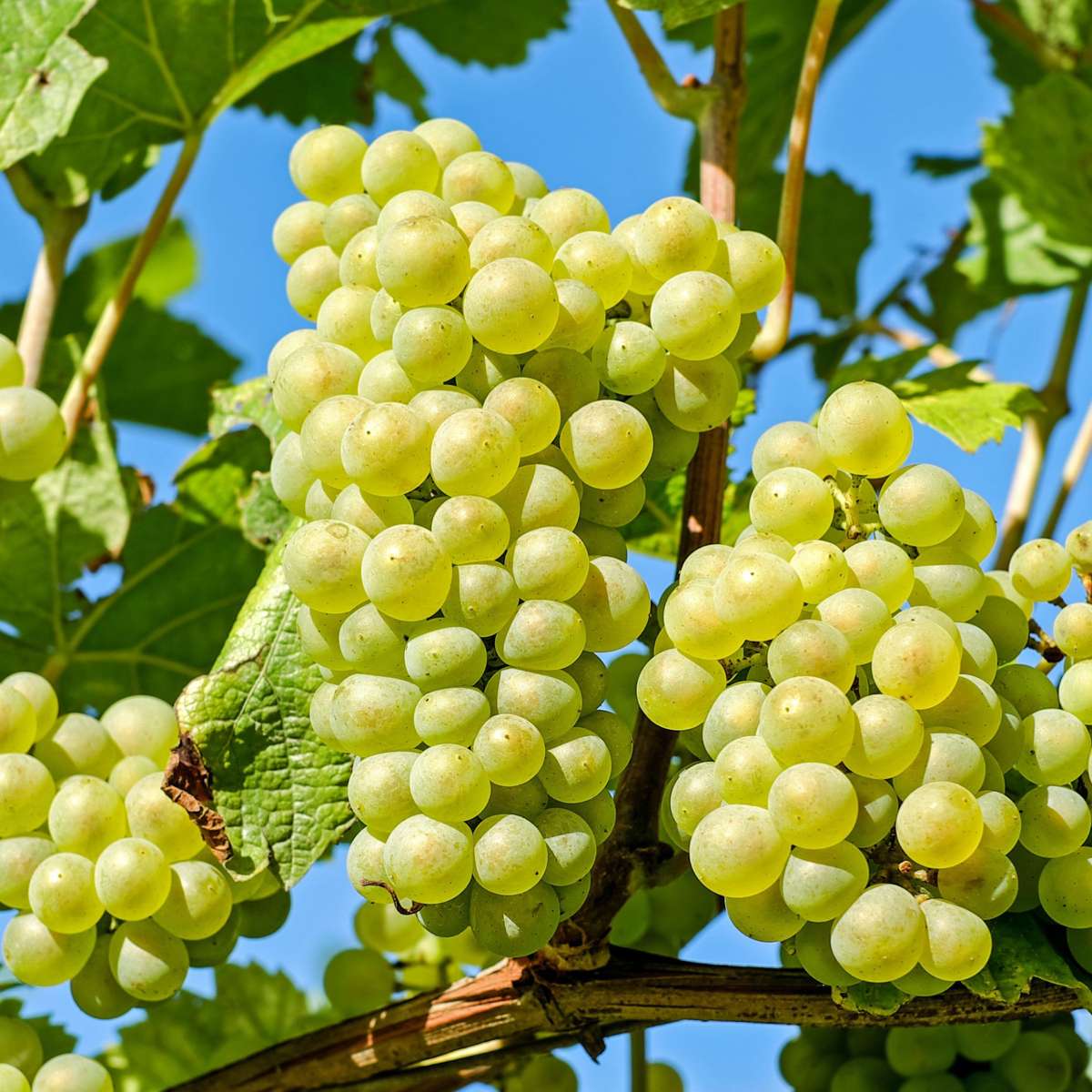 Florastore Traubenpflanze - 3 Stk - Vitis Vinifera 'Chardonnay' - Höhe 25-40Cm - ⌀9Cm