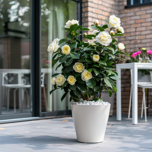 Florastore Japanische Rose - 2 Stk - Camellia Japonica 'Brush Field' - Höhe 50-60Cm - ⌀15Cm