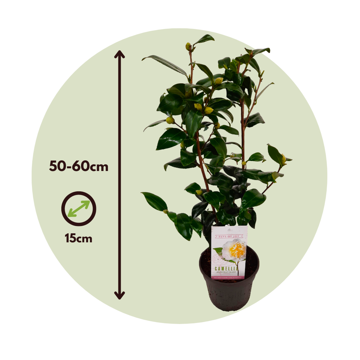 Florastore Japanische Rose - 2 Stk - Camellia Japonica 'Brush Field' - Höhe 50-60Cm - ⌀15Cm