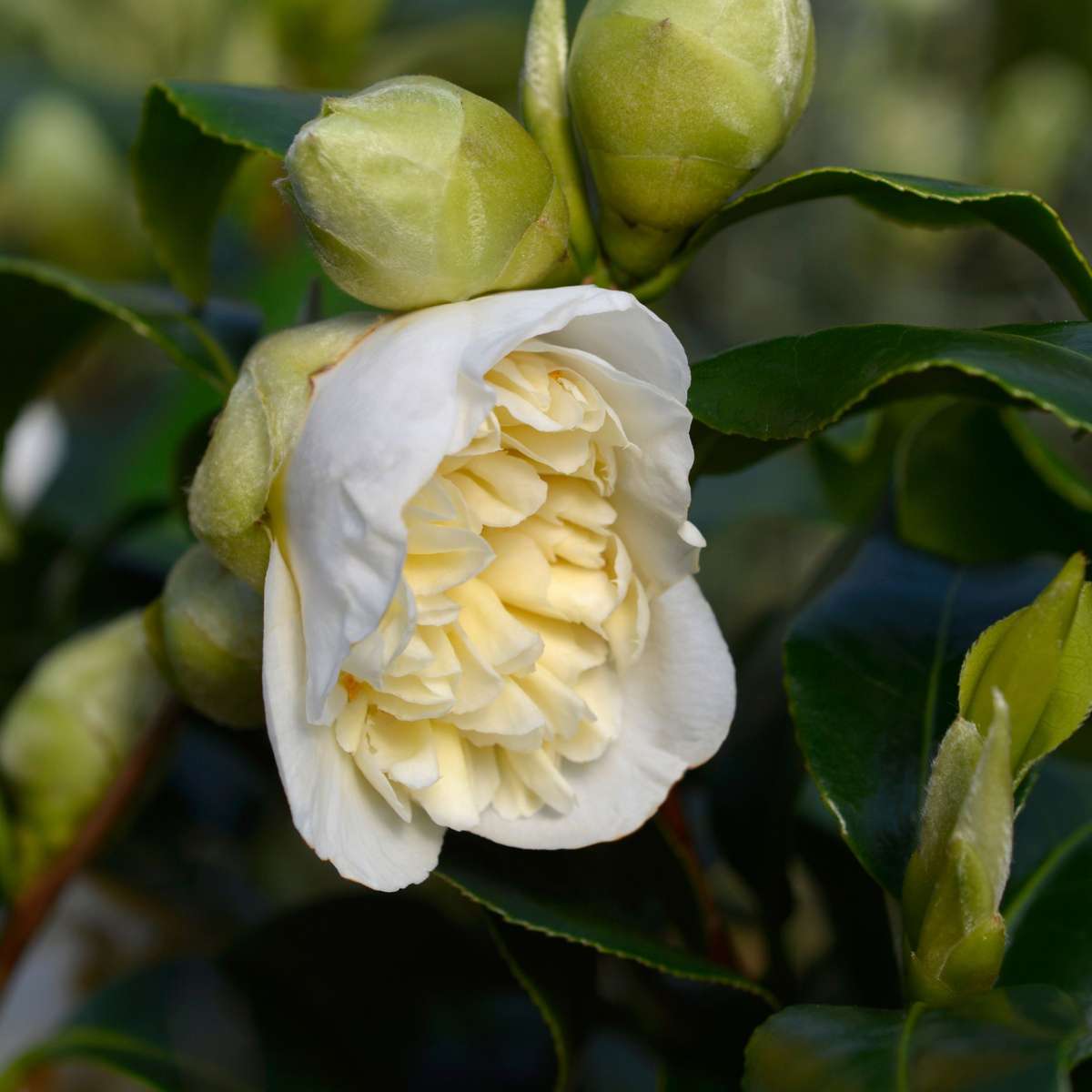 Florastore Japanische Rose - 2 Stk - Camellia Japonica 'Brush Field' - Höhe 50-60Cm - ⌀15Cm
