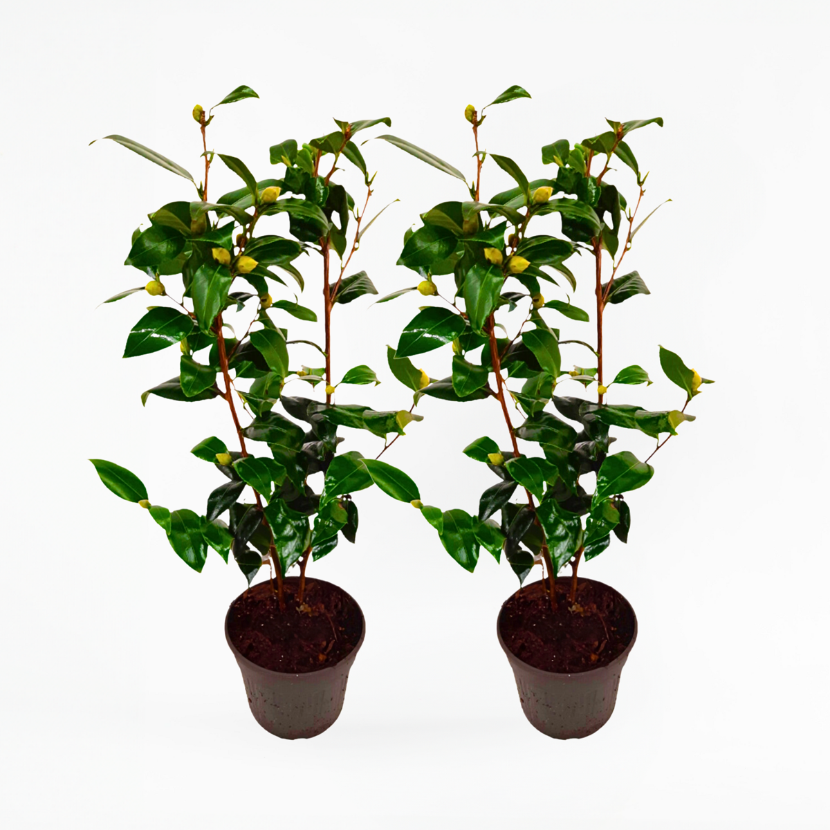 Florastore Japanische Rose - 2 Stk - Camellia Japonica 'Brush Field' - Höhe 50-60Cm - ⌀15Cm