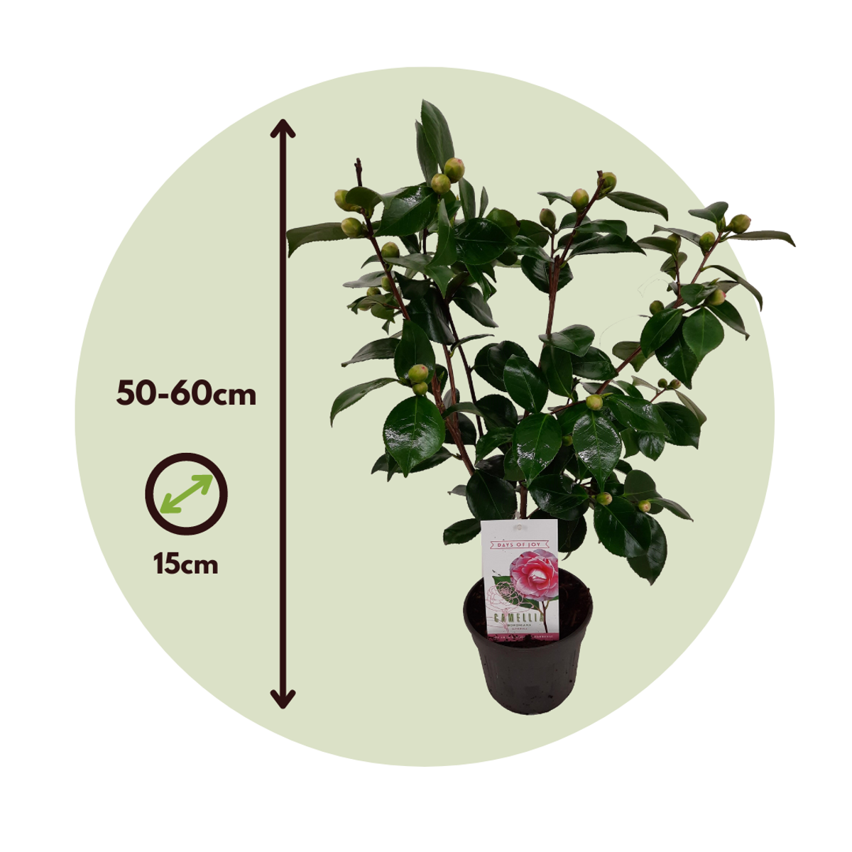 Florastore Japanische Rose - 2 Stk - Camellia Japonica 'Bonomiana' - Höhe 50-60Cm - ⌀15Cm