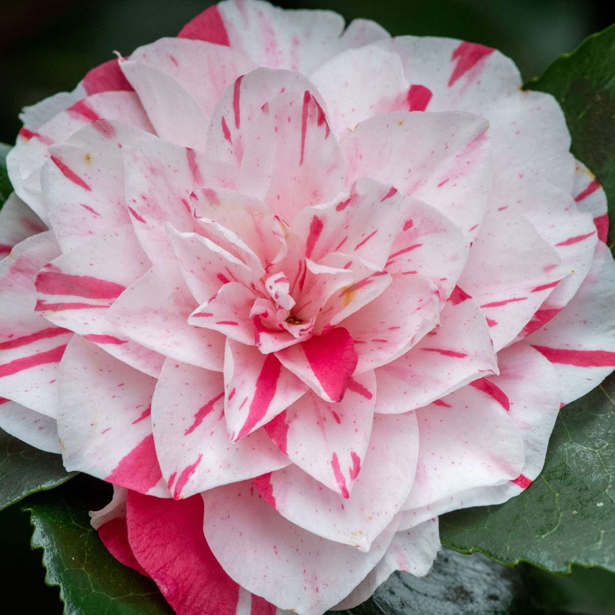 Florastore Japanische Rose - 2 Stk - Camellia Japonica 'Bonomiana' - Höhe 50-60Cm - ⌀15Cm