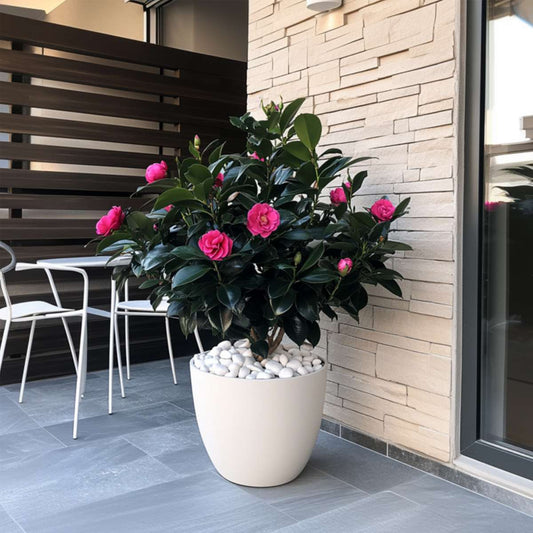 Florastore Japanische Rose - 2 Stk - Camellia Japonica 'Dr. King' - Höhe 50-60Cm - ⌀15Cm