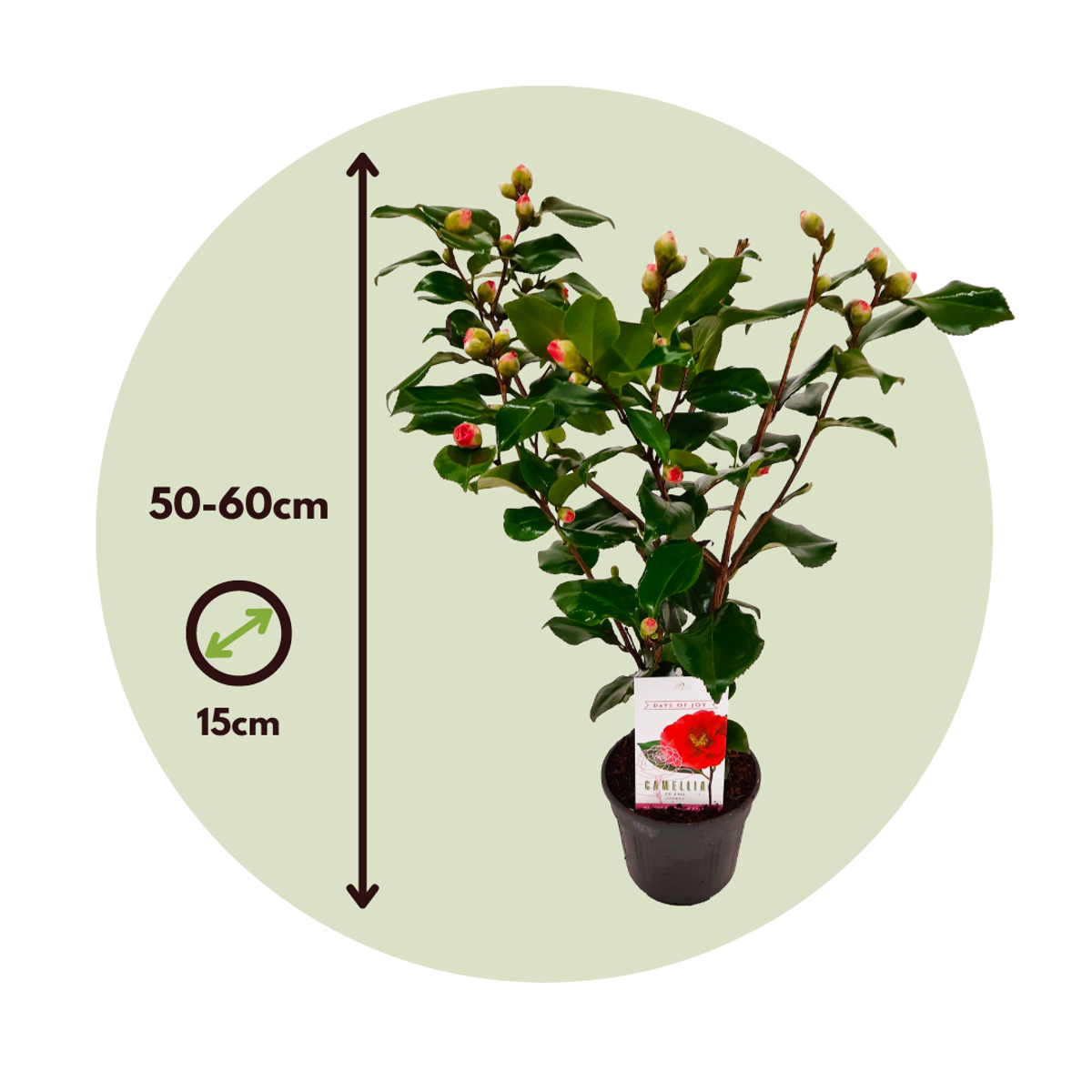 Florastore Japanische Rose - 2 Stk - Camellia Japonica 'Dr. King' - Höhe 50-60Cm - ⌀15Cm