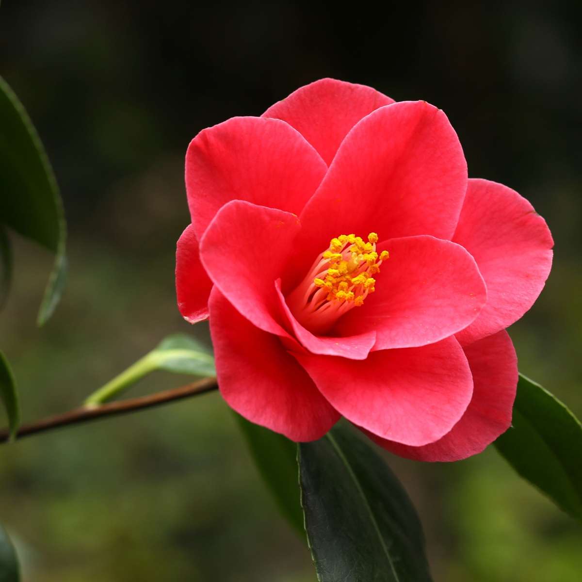 Florastore Japanische Rose - Camellia Japonica 'Dr. King' - Höhe 50-60Cm - ⌀15Cm