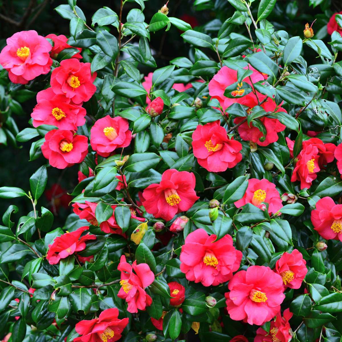 Florastore Japanische Rose - Camellia Japonica 'Dr. King' - Höhe 50-60Cm - ⌀15Cm