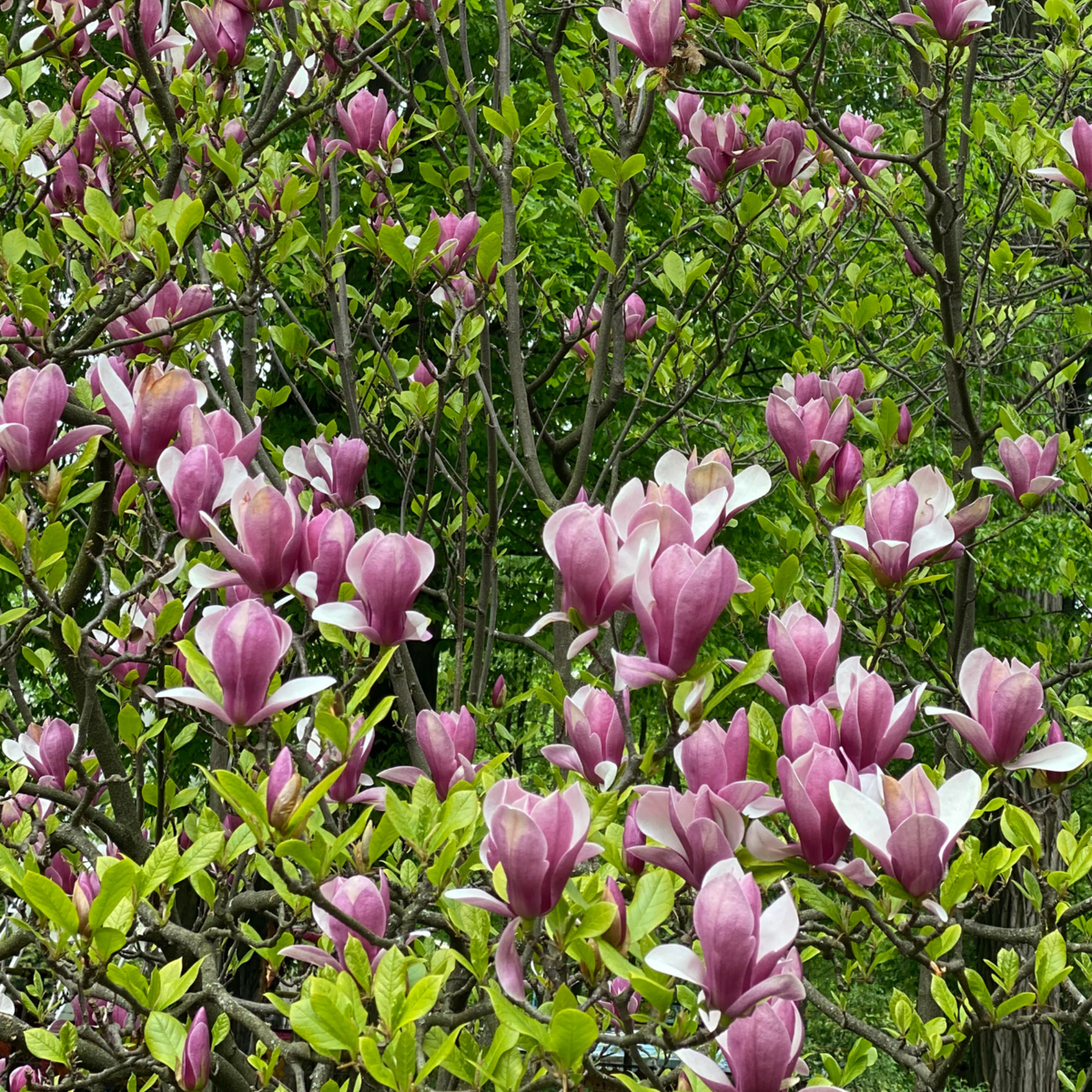 Florastore Magnolie - 3 Stk - Magnolia 'Susan' - Höhe 25-40Cm - ⌀9Cm