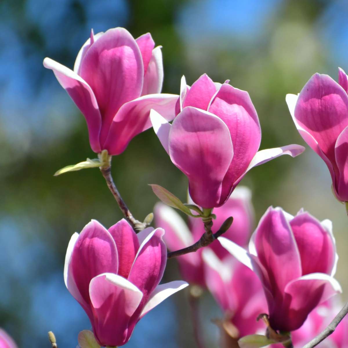 Florastore Magnolie - 3 Stk - Magnolia 'Susan' - Höhe 25-40Cm - ⌀9Cm