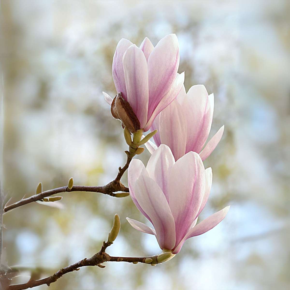 Florastore Magnolie - 3 Stk - Magnolia 'Soulangea' - Höhe 25-40Cm - ⌀9Cm