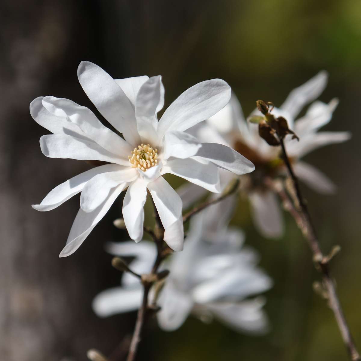 Florastore Magnolie - 3 Stk - Magnolia 'Stellata' - Höhe 25-40Cm - ⌀9Cm
