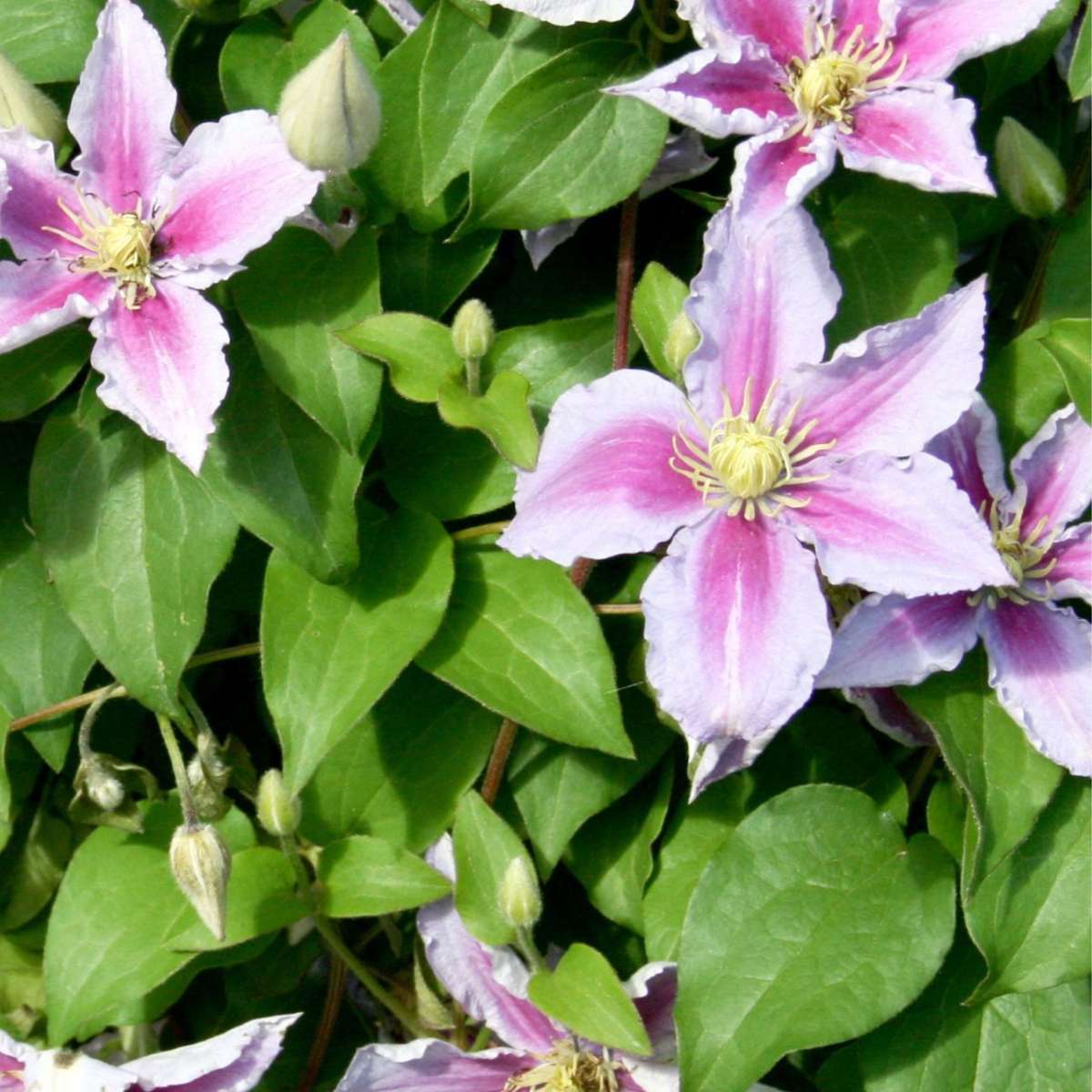 Florastore Klematis - 3 Stk - Clematis 'Hagley Hybrid' - Höhe 25-40Cm - ⌀9Cm