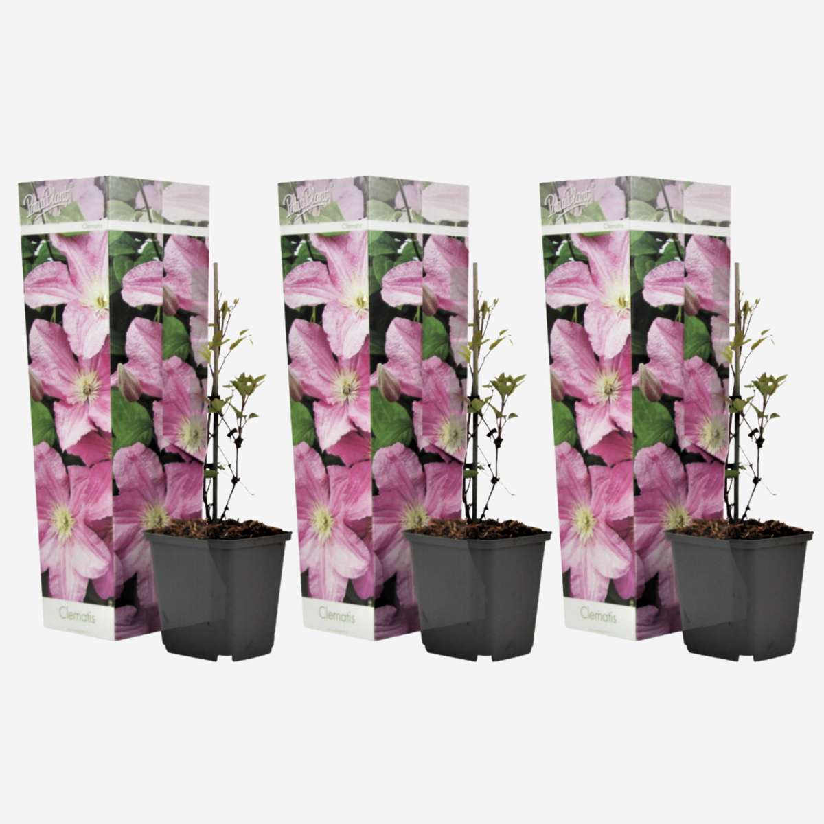 Florastore Klematis - 3 Stk - Clematis 'Hagley Hybrid' - Höhe 25-40Cm - ⌀9Cm
