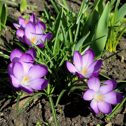 Florastore Krokuszwiebeln - 100 Stk - Crocus 'Ruby Giant' - Blumenzwiebeln - Lila