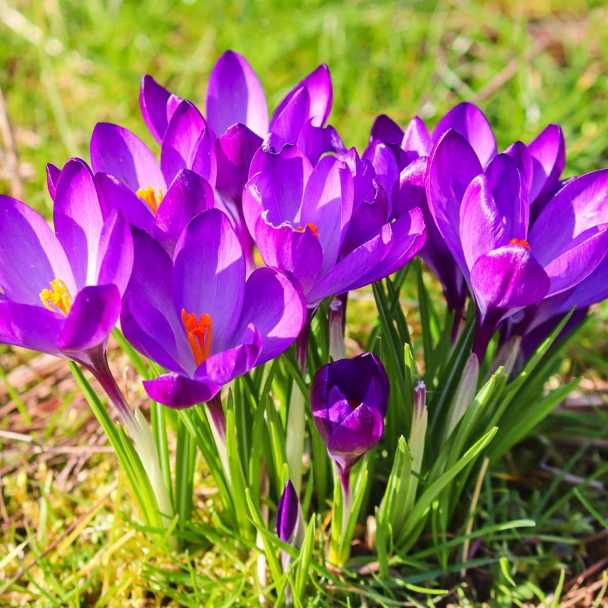 Florastore Krokuszwiebeln - 100 Stk - Crocus 'Ruby Giant' - Blumenzwiebeln - Lila