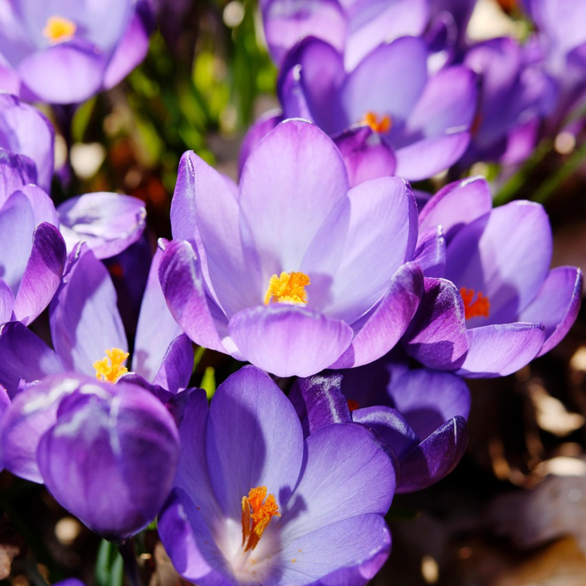 Florastore Krokuszwiebeln - 100 Stk - Crocus 'Ruby Giant' - Blumenzwiebeln - Lila
