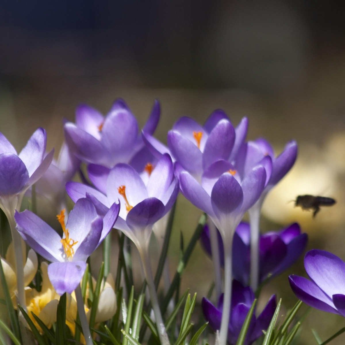 Florastore Krokuszwiebeln - 100 Stk - Crocus 'Ruby Giant' - Blumenzwiebeln - Lila