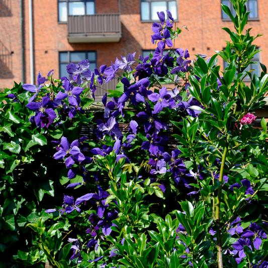 Florastore Klematis - 3 Stk - Clematis 'The President' - Höhe 25-40Cm - ⌀9Cm