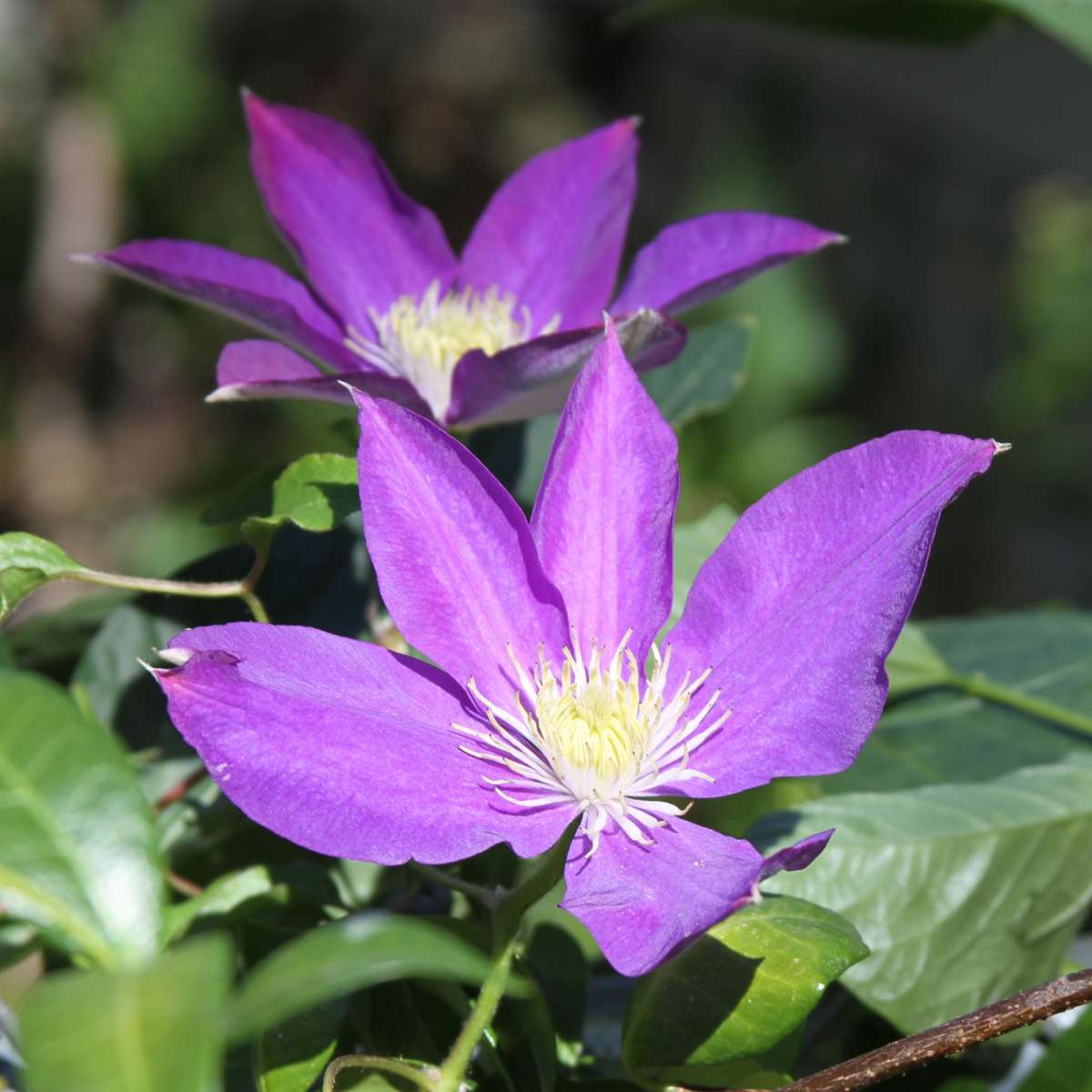 Florastore Klematis - 3 Stk - Clematis 'The President' - Höhe 25-40Cm - ⌀9Cm