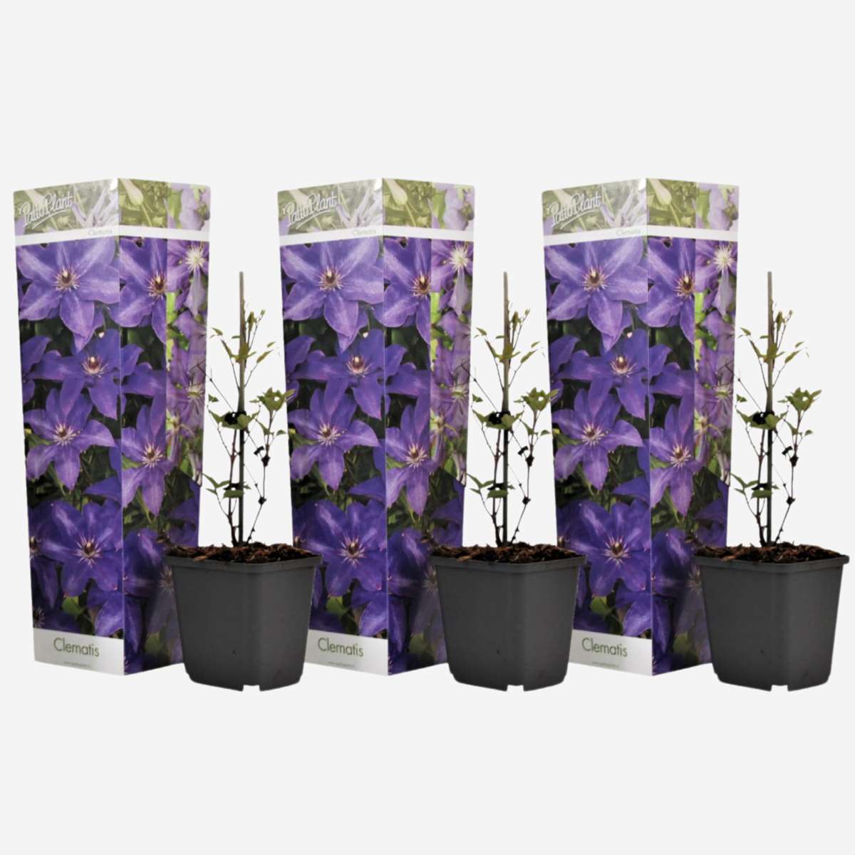 Florastore Klematis - 3 Stk - Clematis 'The President' - Höhe 25-40Cm - ⌀9Cm