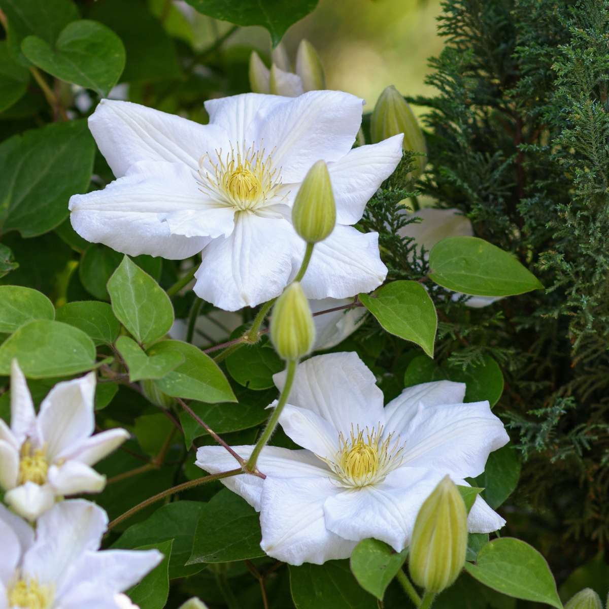 Florastore Klematis - 3 Stk - Clematis Hybrid 'Mme Le Coultre' - Höhe 25-40Cm - ⌀9Cm