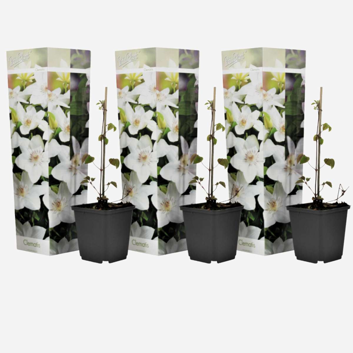 Florastore Klematis - 3 Stk - Clematis Hybrid 'Mme Le Coultre' - Höhe 25-40Cm - ⌀9Cm