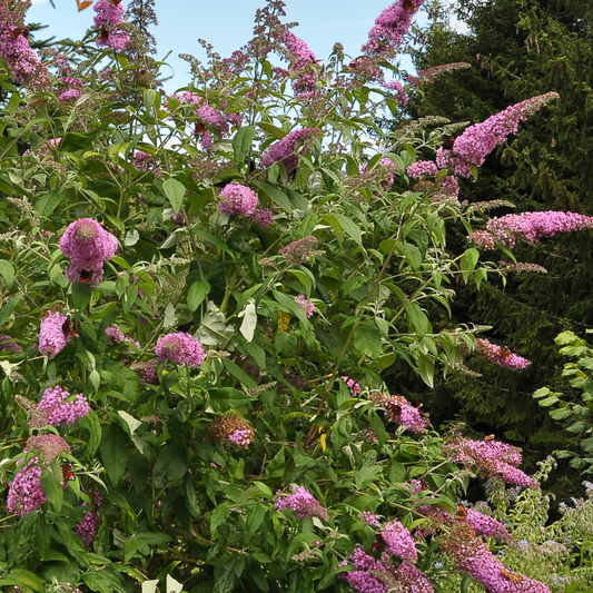 Florastore Schmetterlingsfliedern - 3 Stk - Buddleja 'Pink Delight' - Höhe 25-40Cm - ⌀9Cm