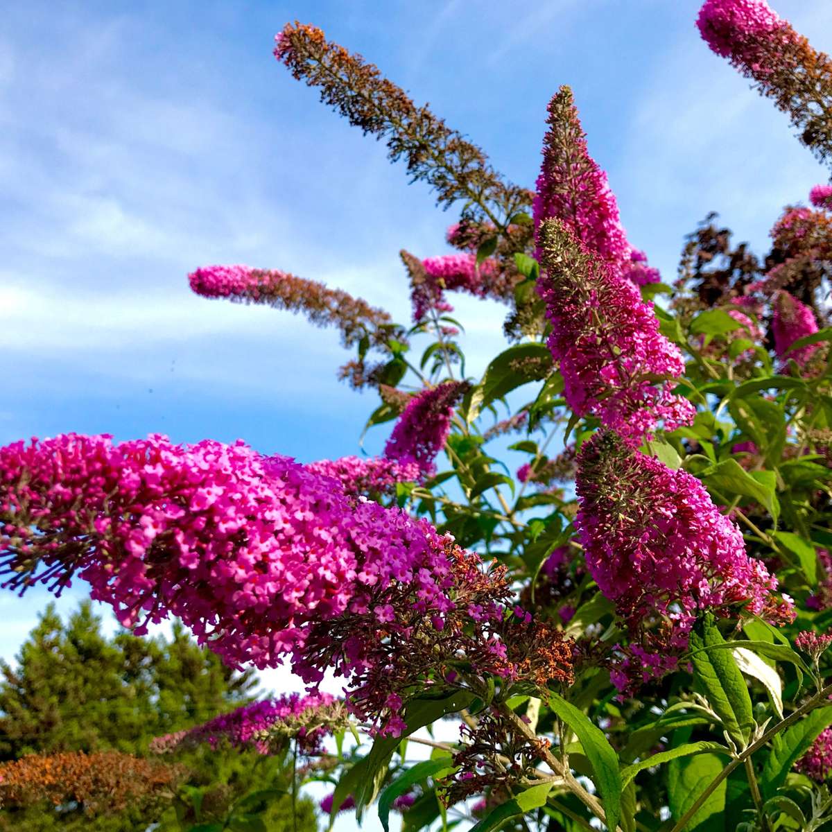 Florastore Schmetterlingsfliedern - 3 Stk - Buddleja 'Pink Delight' - Höhe 25-40Cm - ⌀9Cm