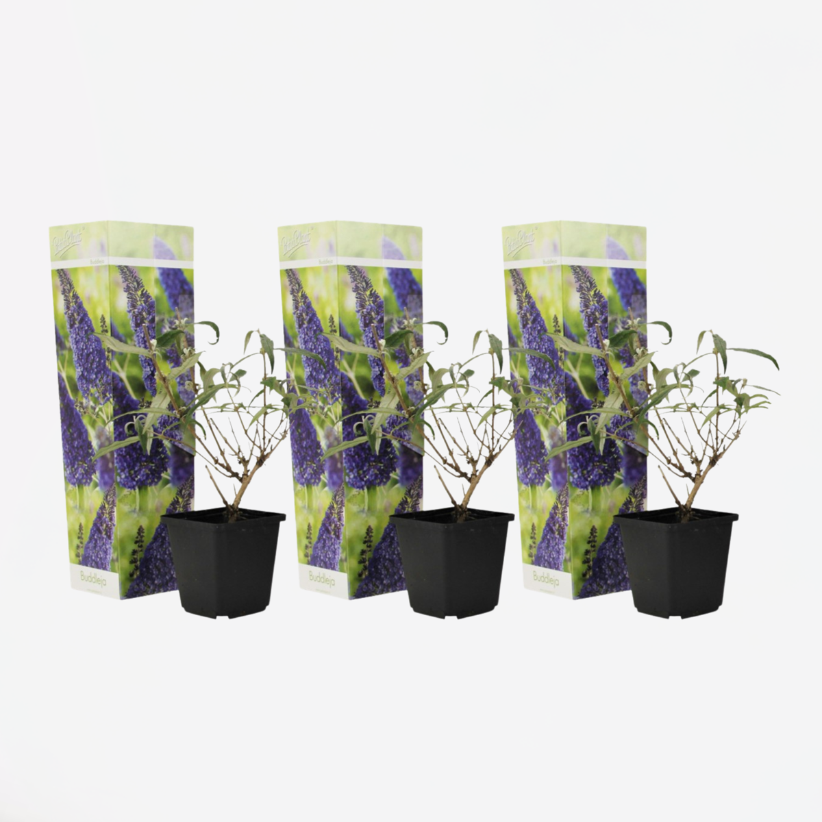 Florastore Schmetterlingsfliedern - 3 Stk - Buddleja 'Nanho Blue' - Höhe 25-40Cm - ⌀9Cm