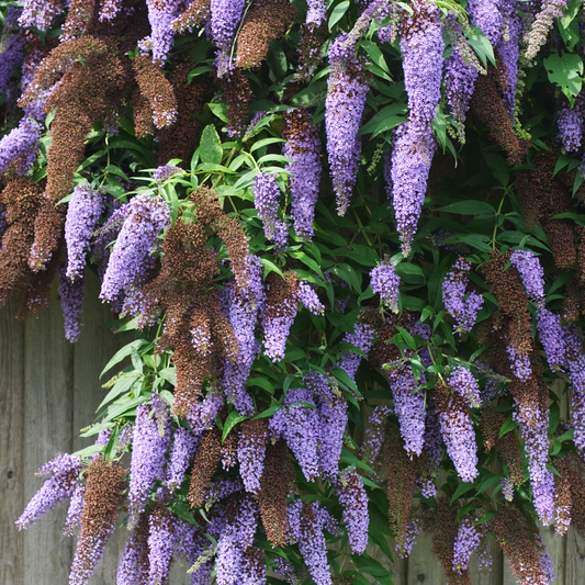 Florastore Schmetterlingsfliedern - 3 Stk - Buddleja 'Nanho Blue' - Höhe 25-40Cm - ⌀9Cm