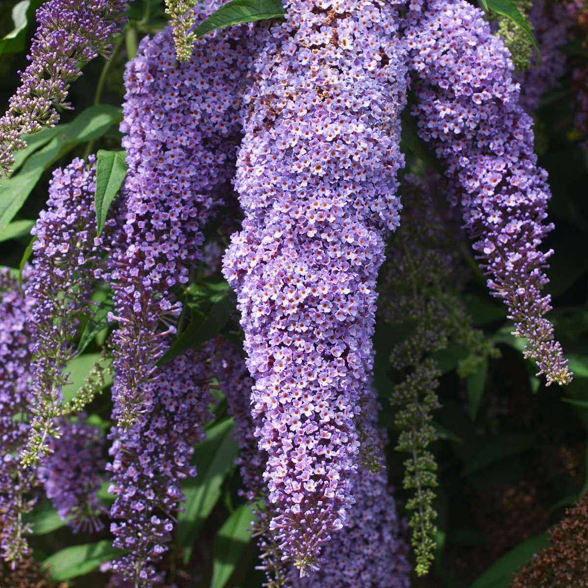 Florastore Schmetterlingsfliedern - 3 Stk - Buddleja 'Nanho Blue' - Höhe 25-40Cm - ⌀9Cm