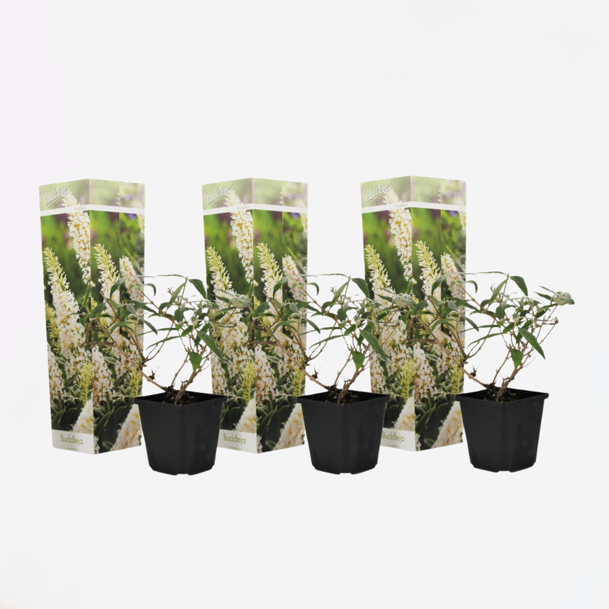 Florastore Schmetterlingsfliedern - 3 Stk - Buddleja Davidii 'White' - Höhe 25-40Cm - ⌀9Cm