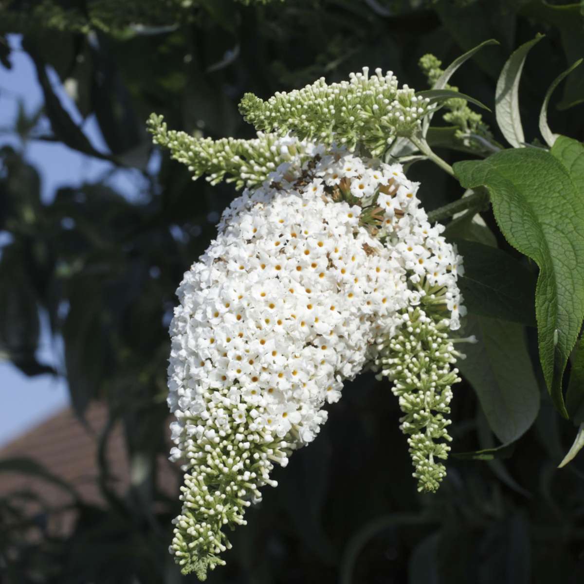 Florastore Schmetterlingsfliedern - 3 Stk - Buddleja Davidii 'White' - Höhe 25-40Cm - ⌀9Cm